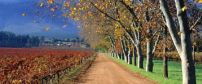 Cape Winelands Vineyard 